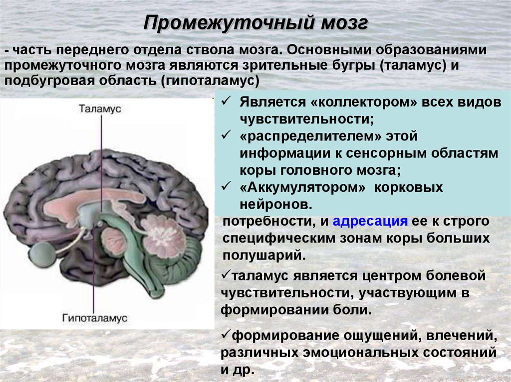 В какую систему органов входит мозг. Части промежуточного мозга. Подбугровая область промежуточного мозга. Ствол мозга и промежуточный мозг. Гипоталамус надбугровая.