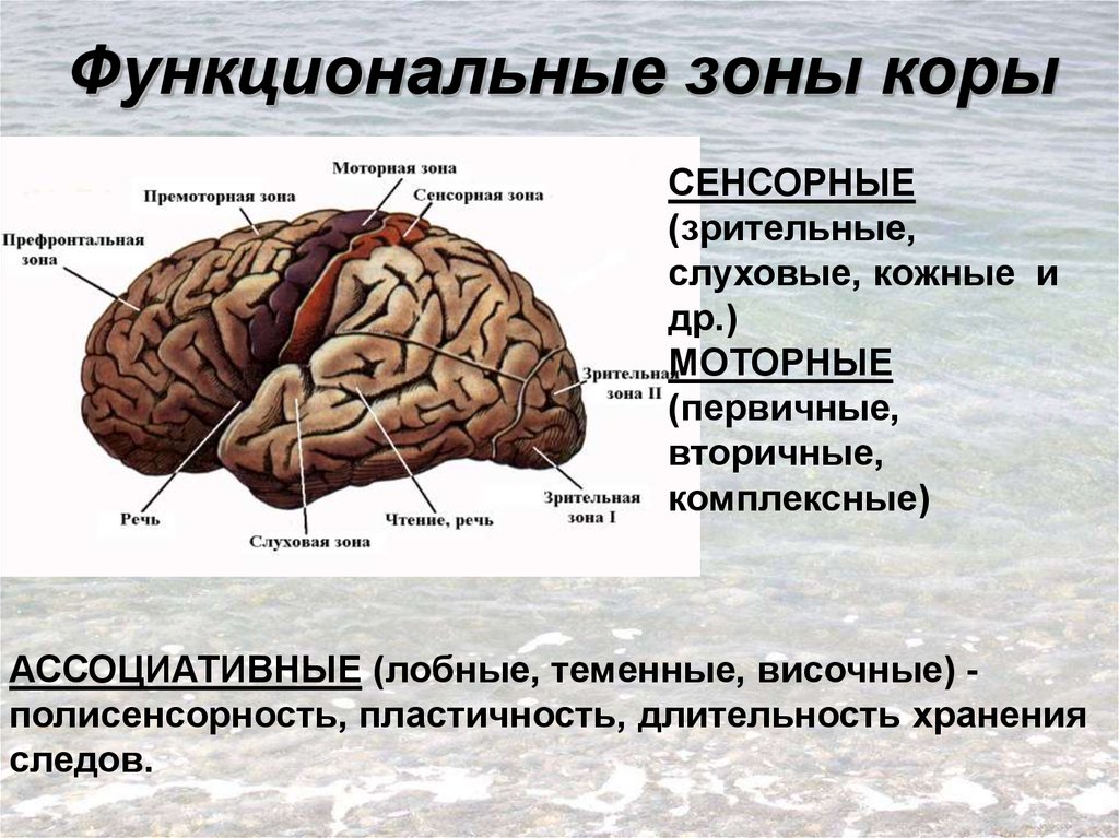 Слуховая зона мозга расположена. Моторная зона коры. Сенсорные ассоциативные и моторные зоны коры. Зрительная зона коры. Зрительная зона коры коры мозга.