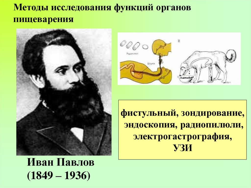 Пищеварение полостное, внутриклеточное - презентация онлайн