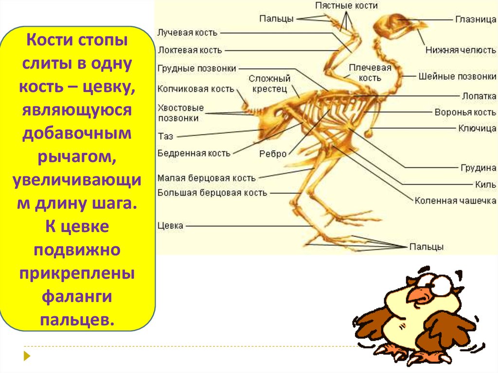 Таблица особенности строения скелета птиц
