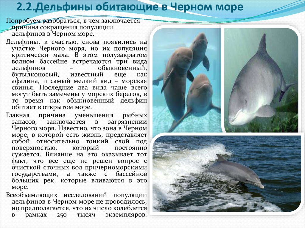 Дельфины обитающие в черном море