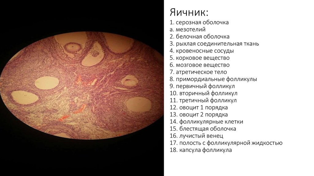 Мезотелий сальника препарат гистология