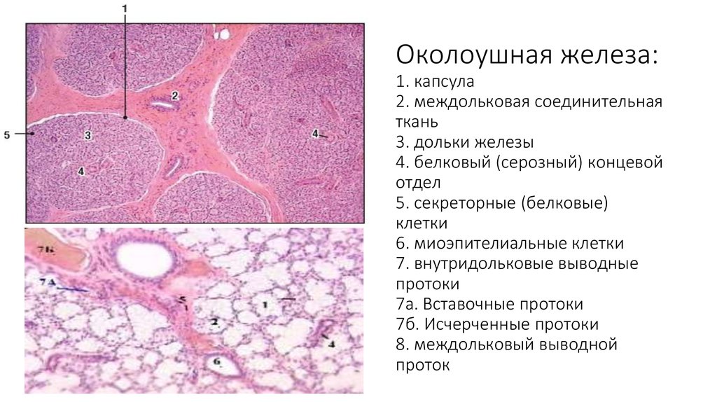 Железы гистология