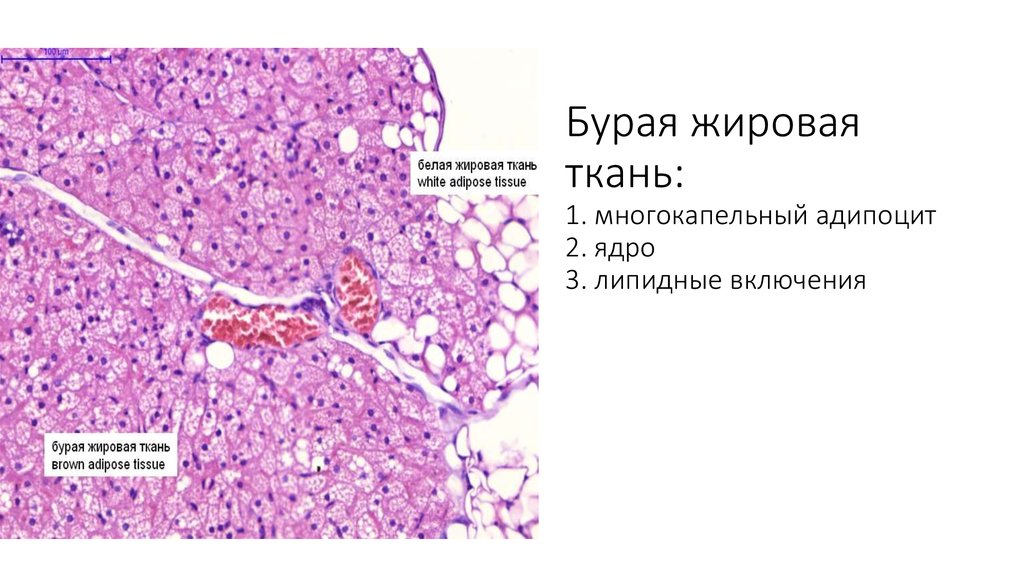 Жировая ткань строение гистология