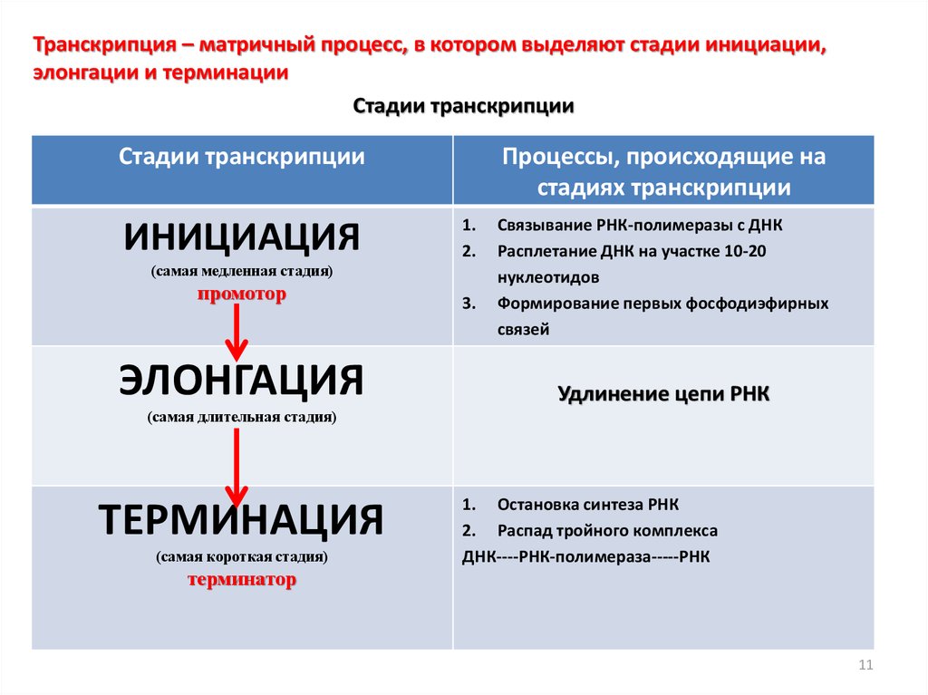 Строение транскрипция