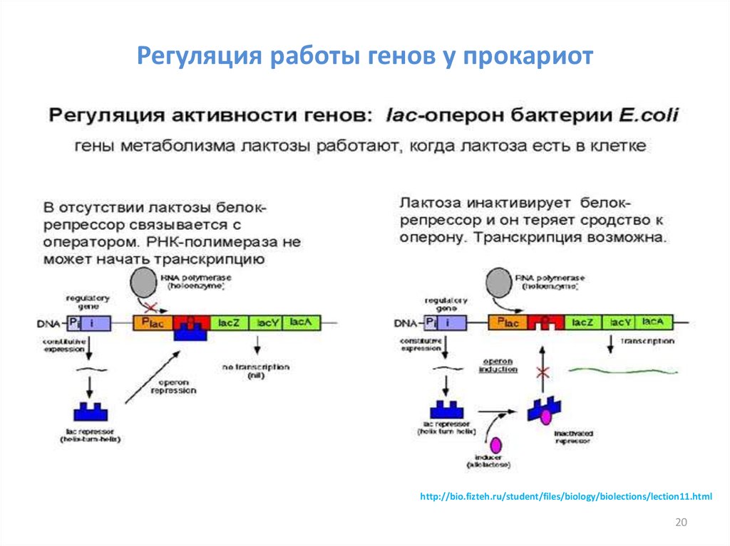 Биосинтез гена. Регуляция активности генов у эукариот схема. Регуляция активности генов у прокариот. Регуляция экспрессии генов у прокариот. Регуляция активности генов у прокариот (схема работы оперона).