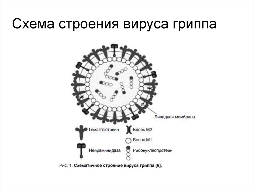 Тест вирус гриппа. Строение вируса гриппа. Схема строения вируса гриппа. Вирус гриппа схема. Опишите строение вируса гриппа а.