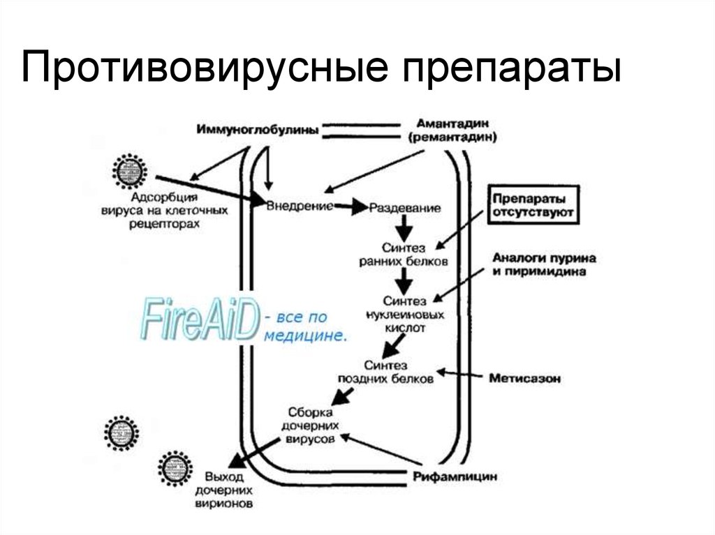 Механизм действия противовирусных препаратов при вич инфекции схема