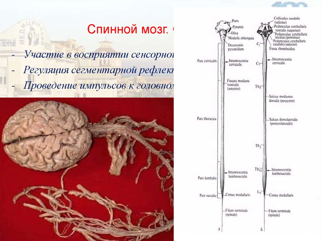 Головной и спинной мозг презентация