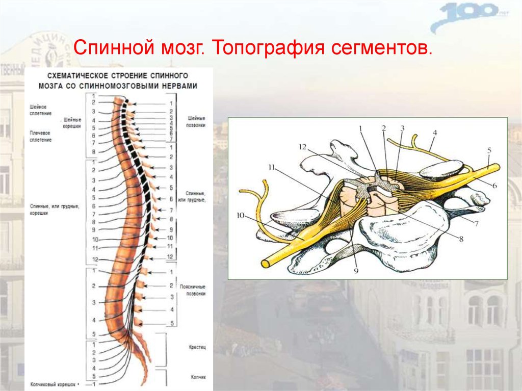 Спинной мозг понятие. Строение сегмента спинного мозга. Сегментарное строение спинного мозга. Топография и внешнее строение спинного мозга. Спинномозговые нервы сегмент анатомия.