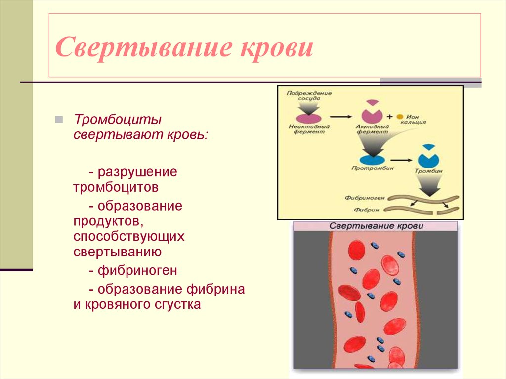 Схема образования сгустка в просвете сосуда