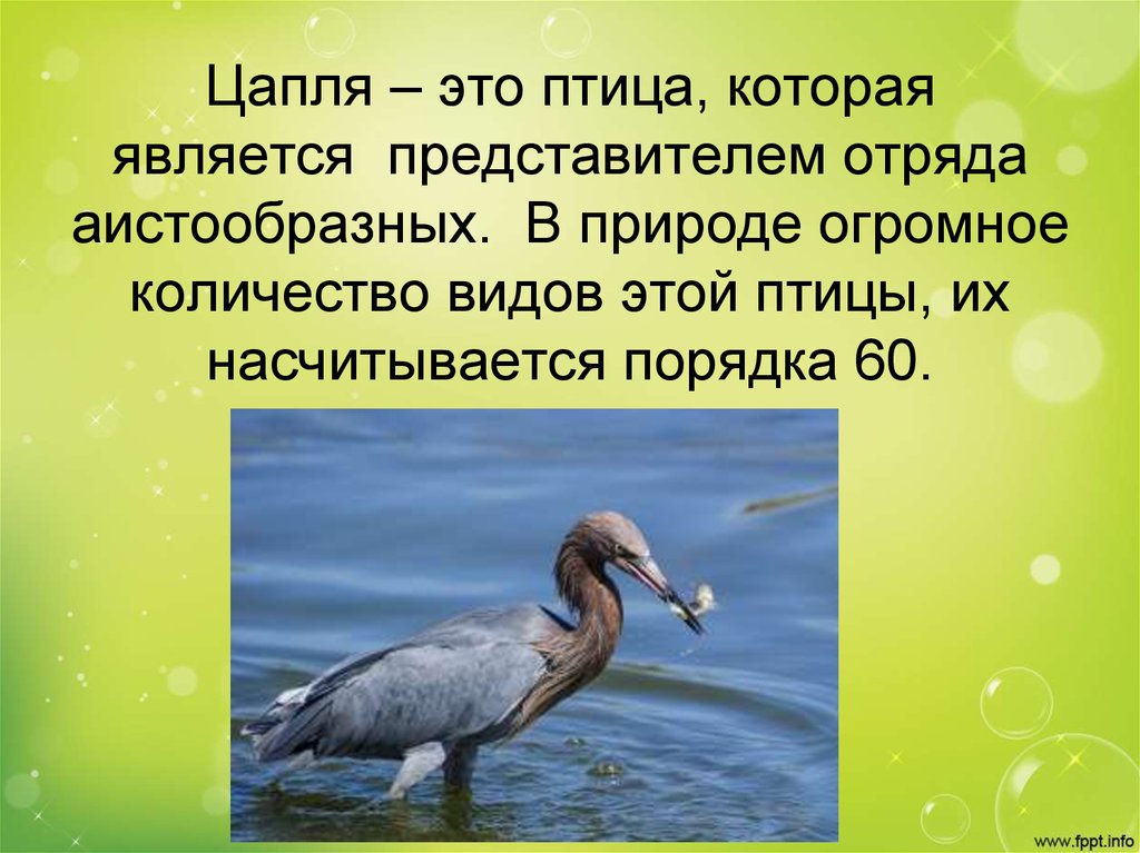 Цапля – это птица, которая является  представителем отряда аистообразных.  В природе огромное количество видов этой птицы, их
