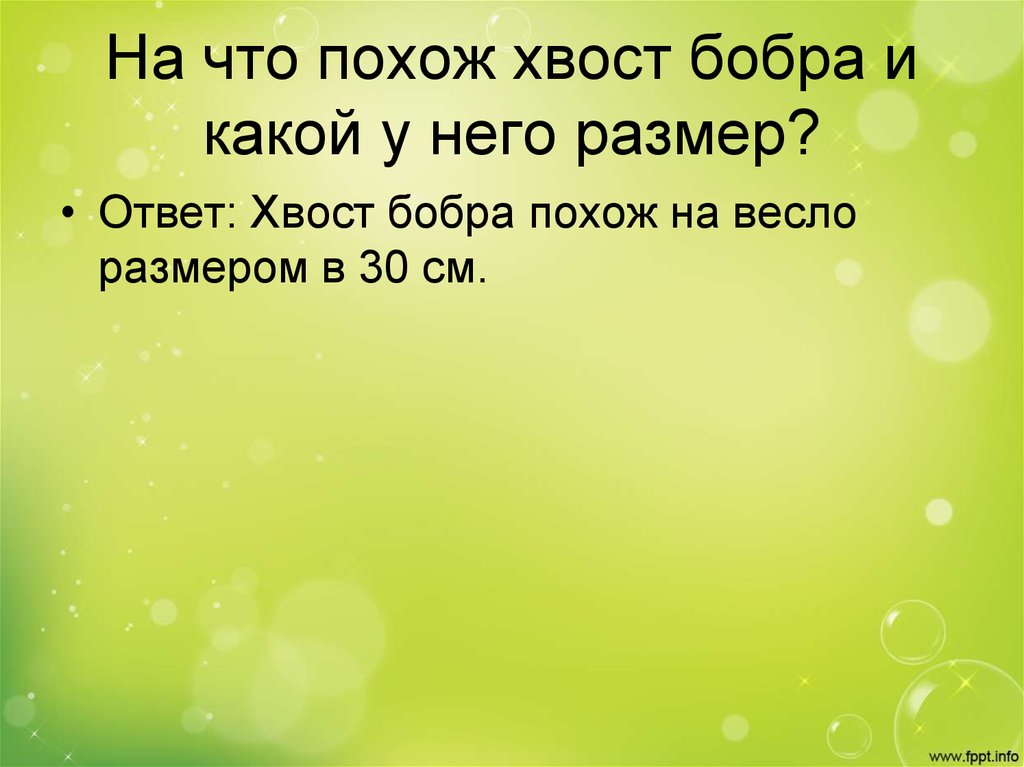 На что похож хвост бобра и какой у него размер?