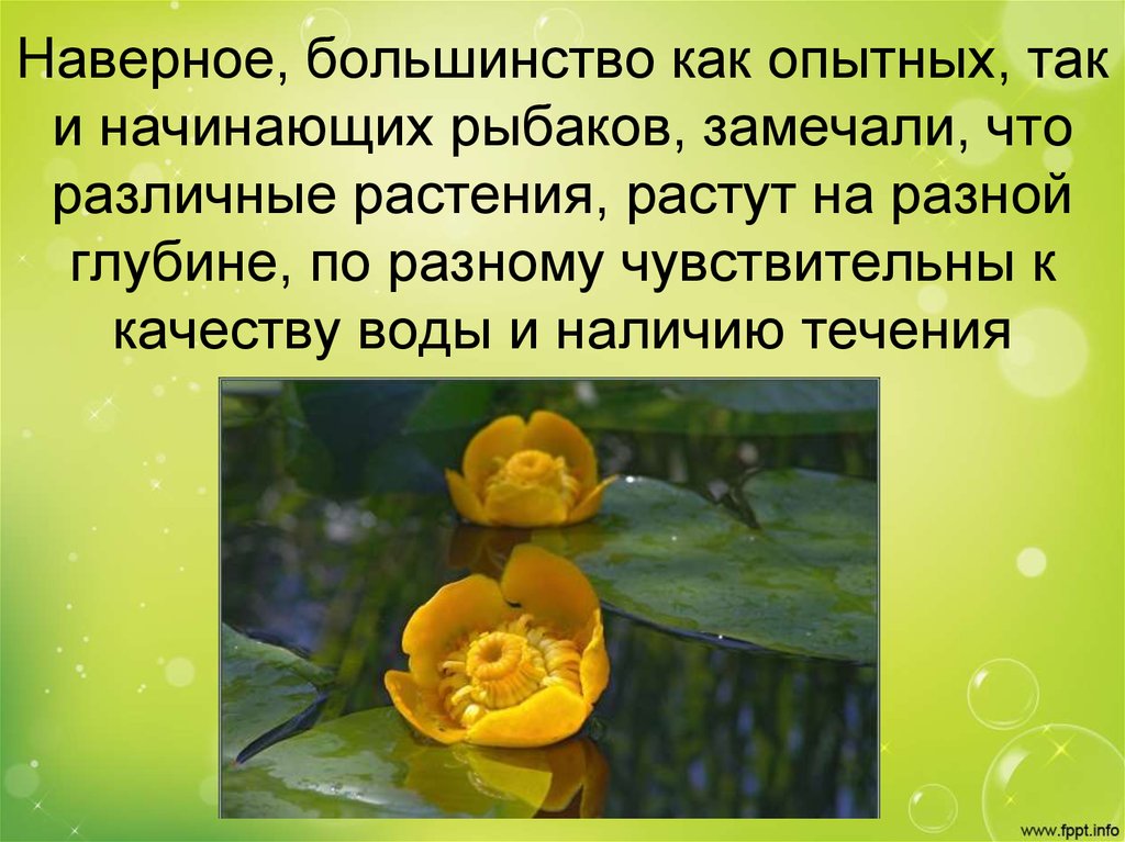 Наверное, большинство как опытных, так и начинающих рыбаков, замечали, что различные растения, растут на разной глубине, по