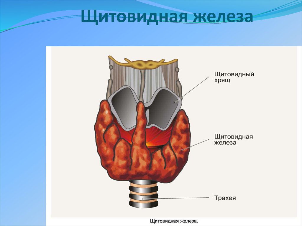 В какой полости расположена щитовидная железа. Доли и перешеек щитовидной железы. Железы внутренней секреции щитовидная железа. Перешеек щитовидной железы анатомия. Строение перешейка щитовидной железы.