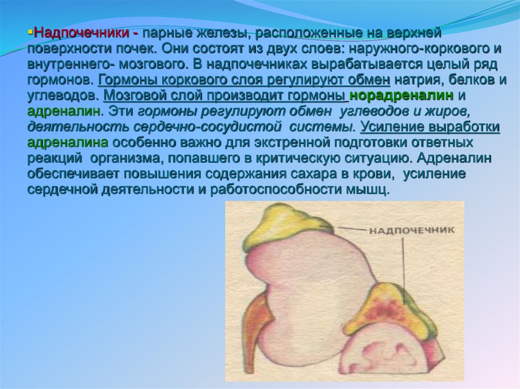 Жир надпочечников. Надпочечники железа. Поверхности надпочечника. Надпочечники расположение. Гормоны коркового слоя надпочечников.