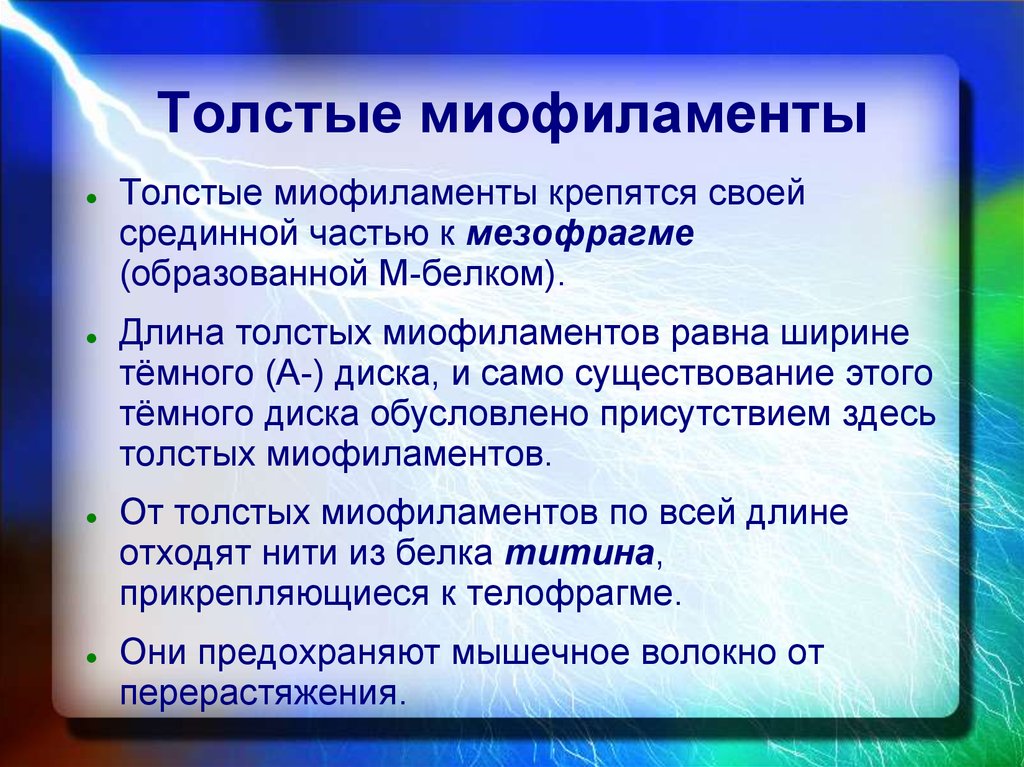 Длина толстого. Толстые миофиламенты. Миофиламенты образованы. Чем образованы миофиламенты. Толстые миофиламенты образуют диск.