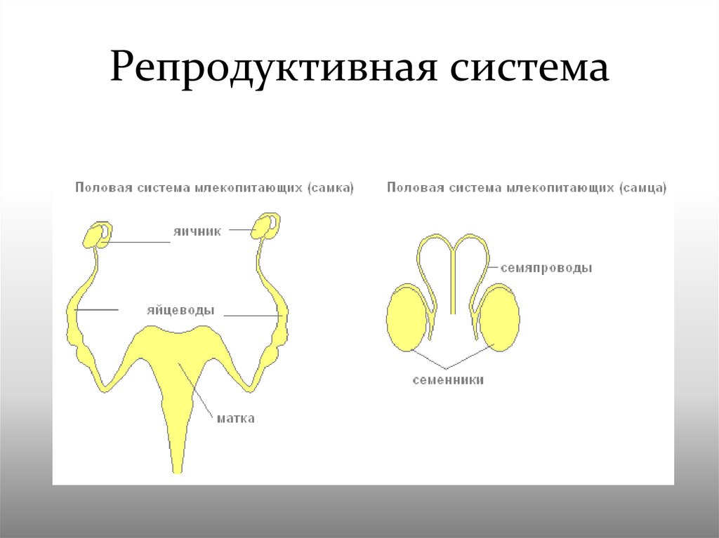 Женская половая система животных. Мочеполовая система млекопитающих схема. Половая система млекопитающих органы. Строение системы размножения млекопитающих. Строение репродуктивной системы млекопитающих.
