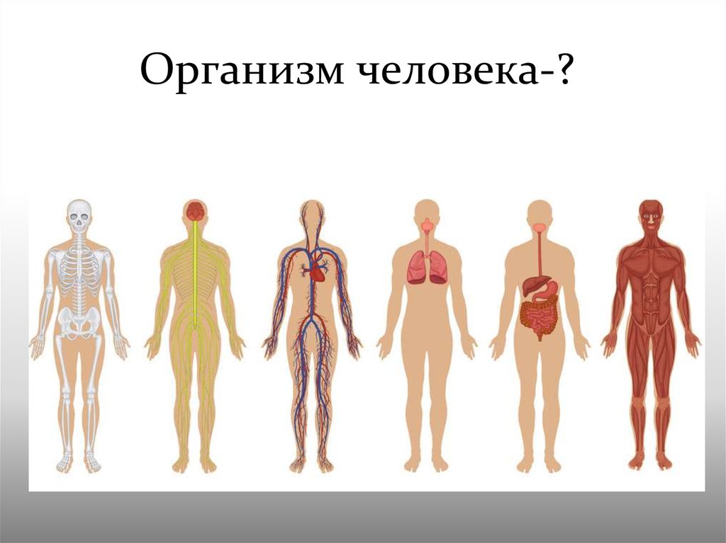 Организм человека-?