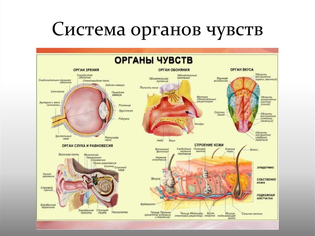 Система органов чувств