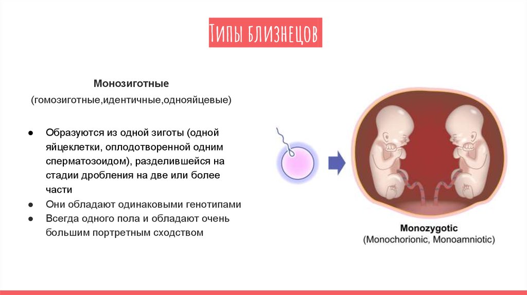 Почему однояйцевые близнецы имеют одинаковый генотип