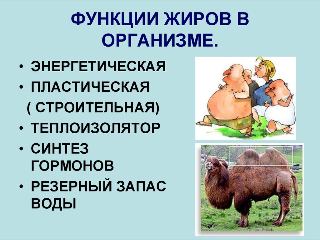 Какие положительные функции выполняют жир в организме. Функции жиров в организме человека. Энергетическая функция жиров. Функции жиров в организ. Пластическая функция жиров.