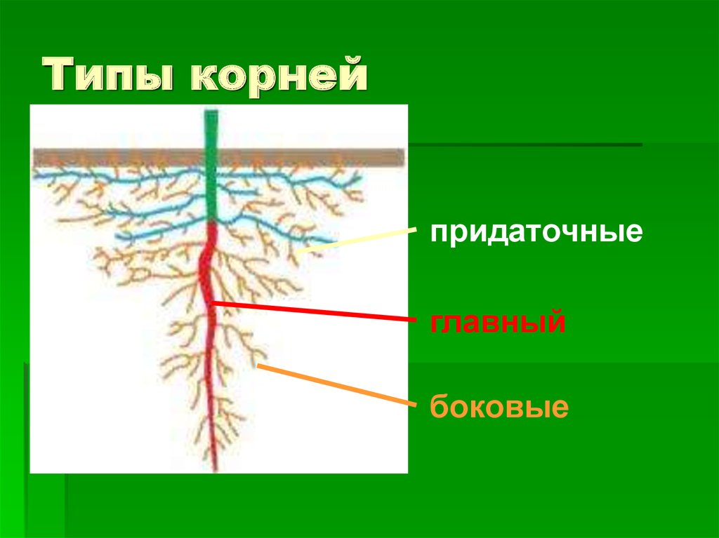 Боковой главный придаточный корневой. Типы корневых систем. Главные боковые и придаточные корни.