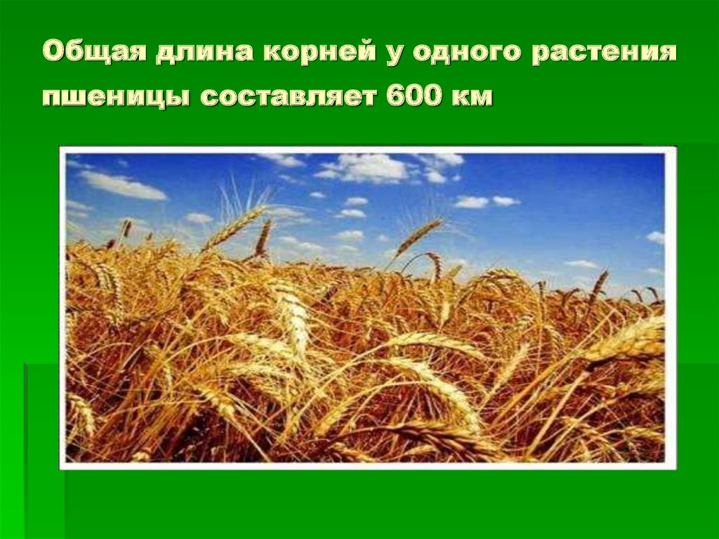 Какой тип системы у пшеницы. Корень пшеницы. Корневая система пшеницы. Корневая система озимой пшеницы. Озимая пшеница корень.