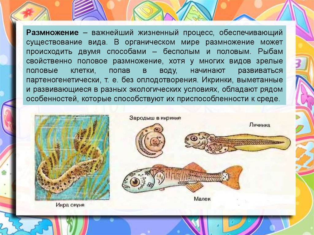 Тип развития щуки. Развитие рыб. Бесполое размножение рыб. Развитие рыбы картинки. Детям о развитии рыб.