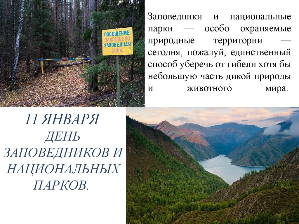 Основная цель заповедника. Заповедники и национальные парки. Проект заповедники. День заповедников и национальных парков.