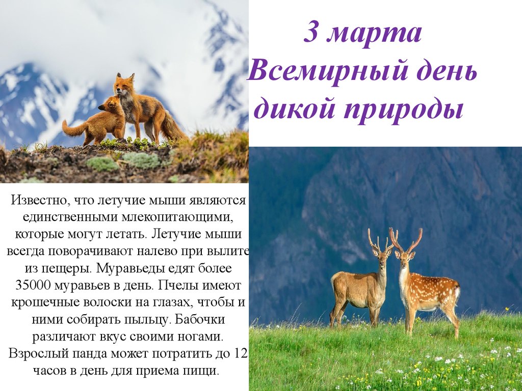 Программа дикой природы. День дикой природы 2021 Всемирный. Всемирныднь дикой природы.