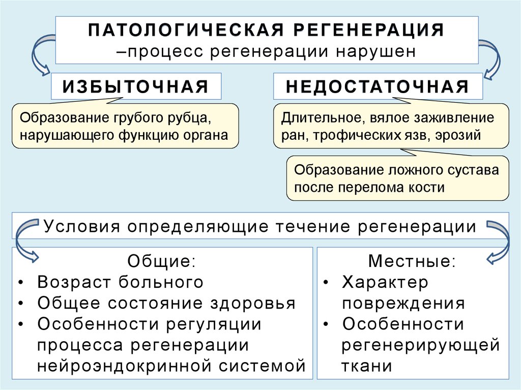 Регенерация физиологическая и патологическая презентация