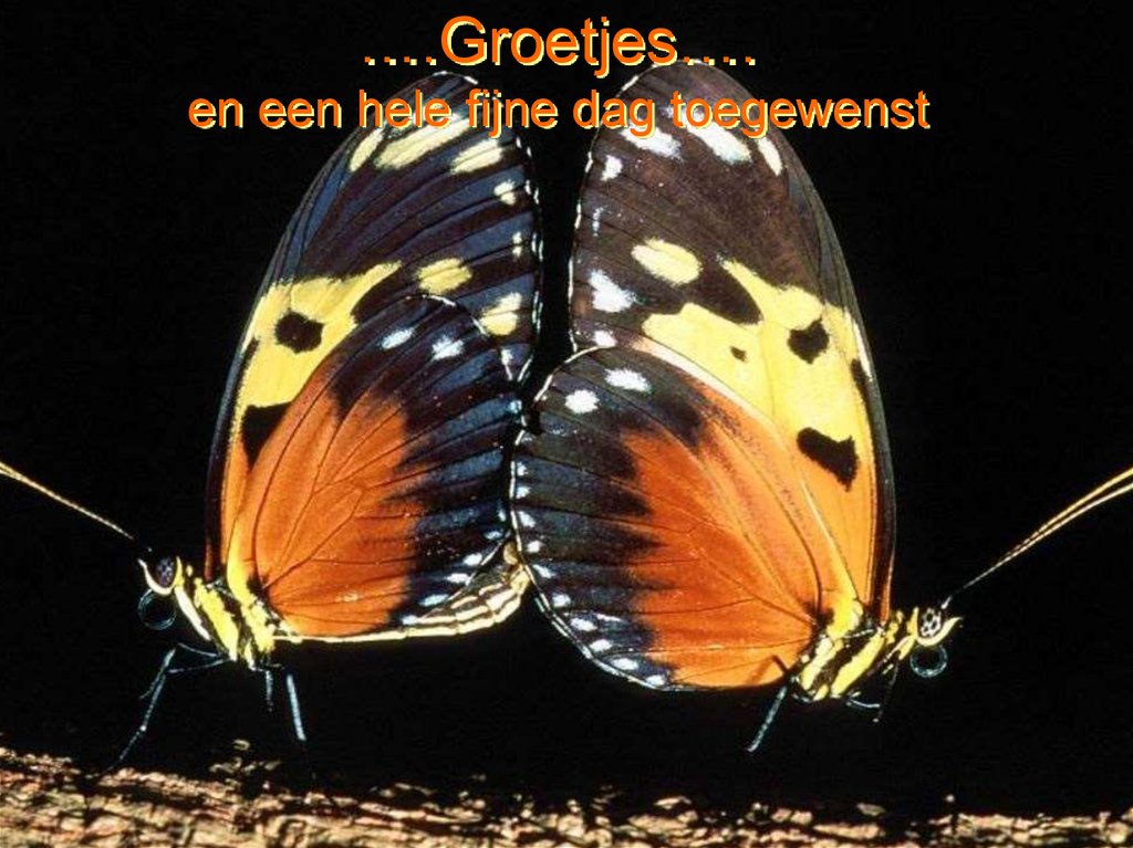 ….Groetjes…. en een hele fijne dag toegewenst