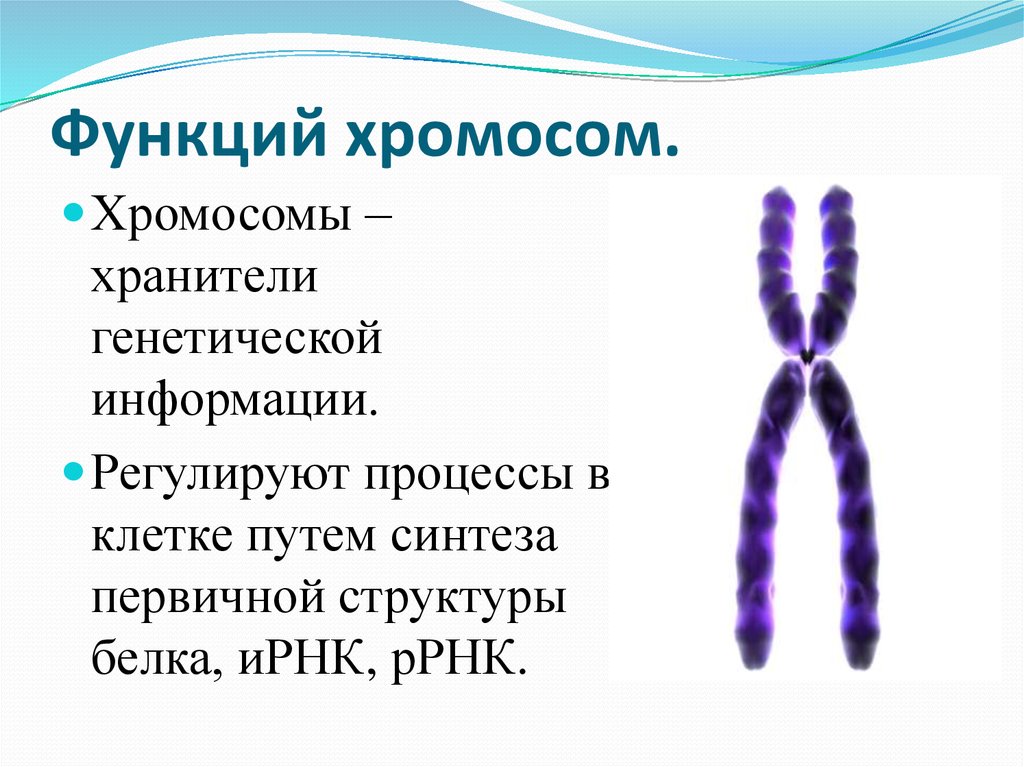 X хромосома какие. Структура и функции хромосом кратко. Строение хромосомы и ее функции таблица. Функции хромосом кратко.