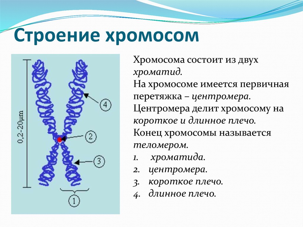 Внутреннее строение хромосом. Схематическое строение хромосомы. Схема строения метафазной хромосомы. Строение хромосомы человека биохимия. Строение хромосомы хроматиды центромера.