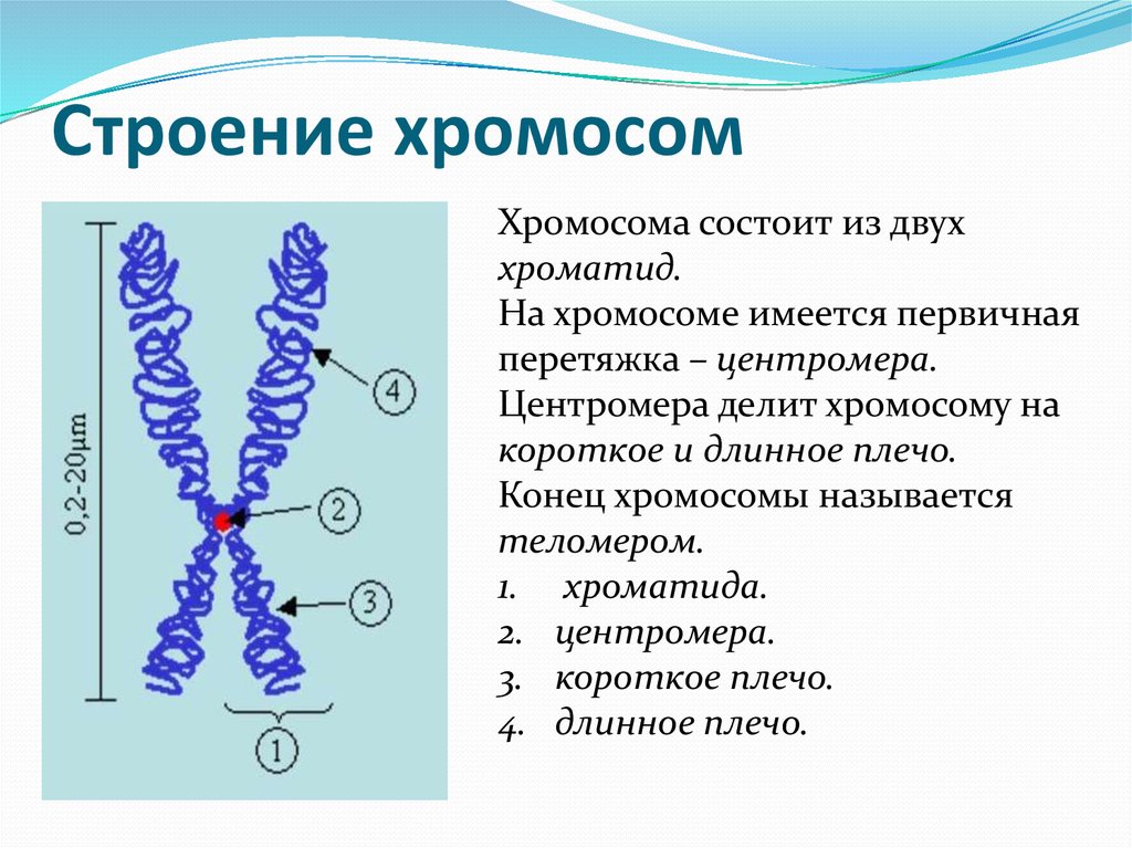 Графическое изображение хромосом