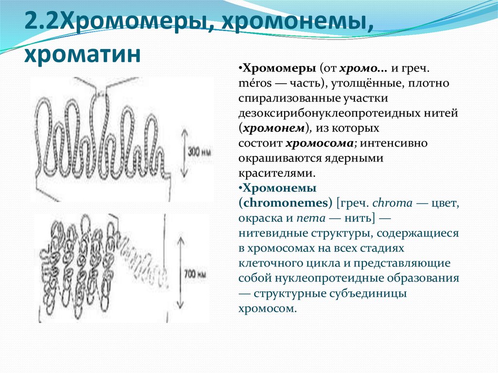 Образование хроматина