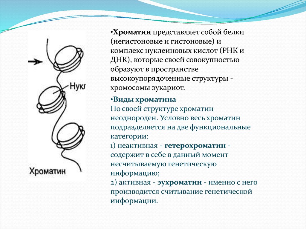 Днк хроматин. Строение хроматина и хромосомы. Хромосомы хроматин строение и функции. Хроматин строение и функции. Хроматин строение и состав хромосомы.