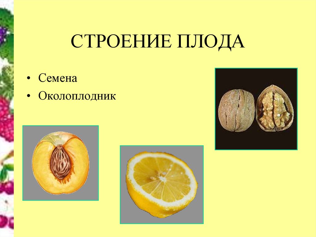 Околоплодник плода образуется из. Строение околоплодника у сухих плодов. Плод строение плода 6 класс. Строение околоплодника. Биология тема плоды.
