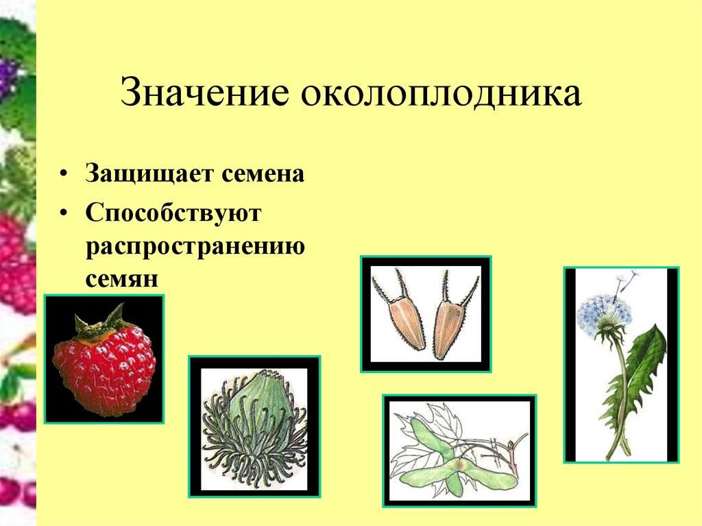 Что означают картинки на семенах