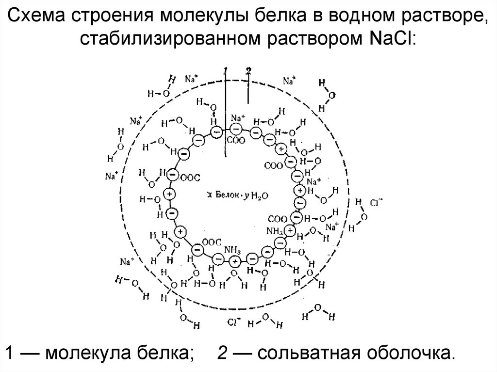 Оболочка белка. Сольватная оболочка. Сольватные оболочки это. Строение частиц белка в растворе. Строение частиц белка в растворе ВМС.