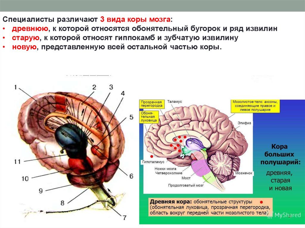 Появление коры мозга. Структура древней коры мозга.