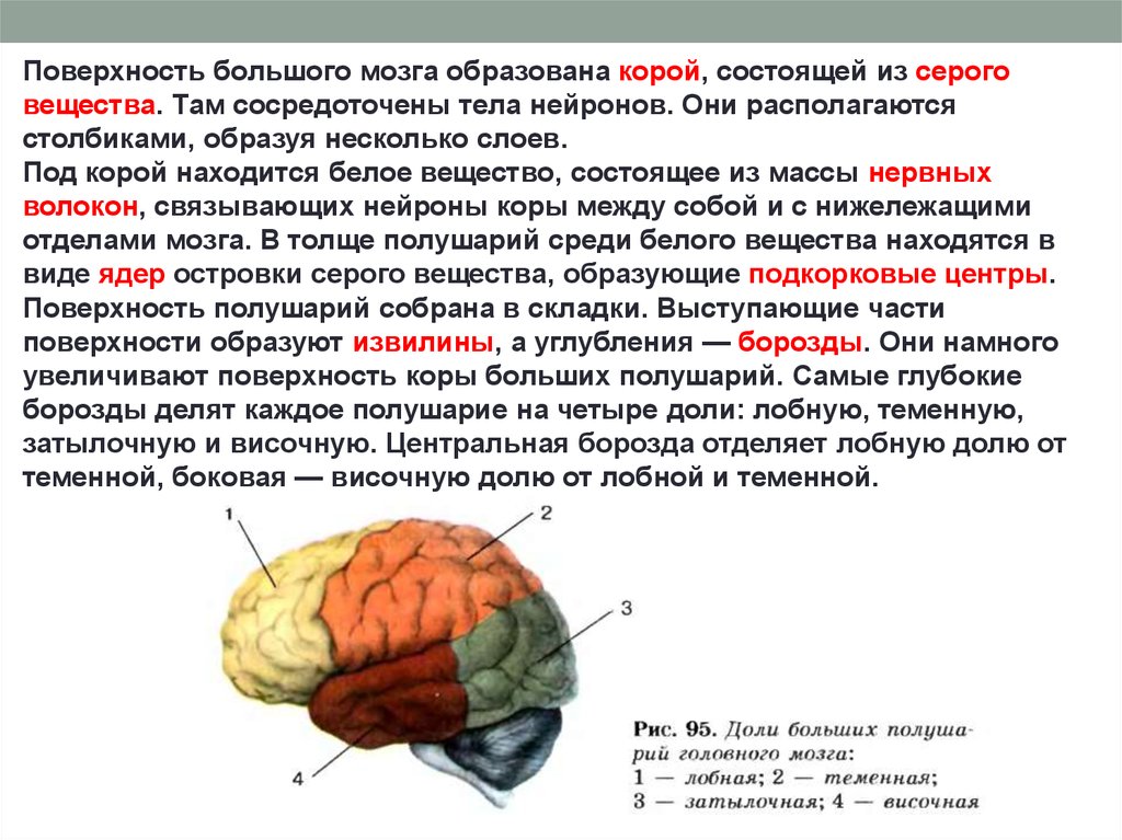 Ядра мозга образованы