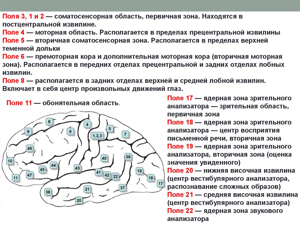 Первичные вторичные третичные нарушения. Поля коры головного мозга по Бродману. Поля по Бродману первичные вторичные третичные поля. Моторная зона Бродмана. 22 Поле Бродмана.