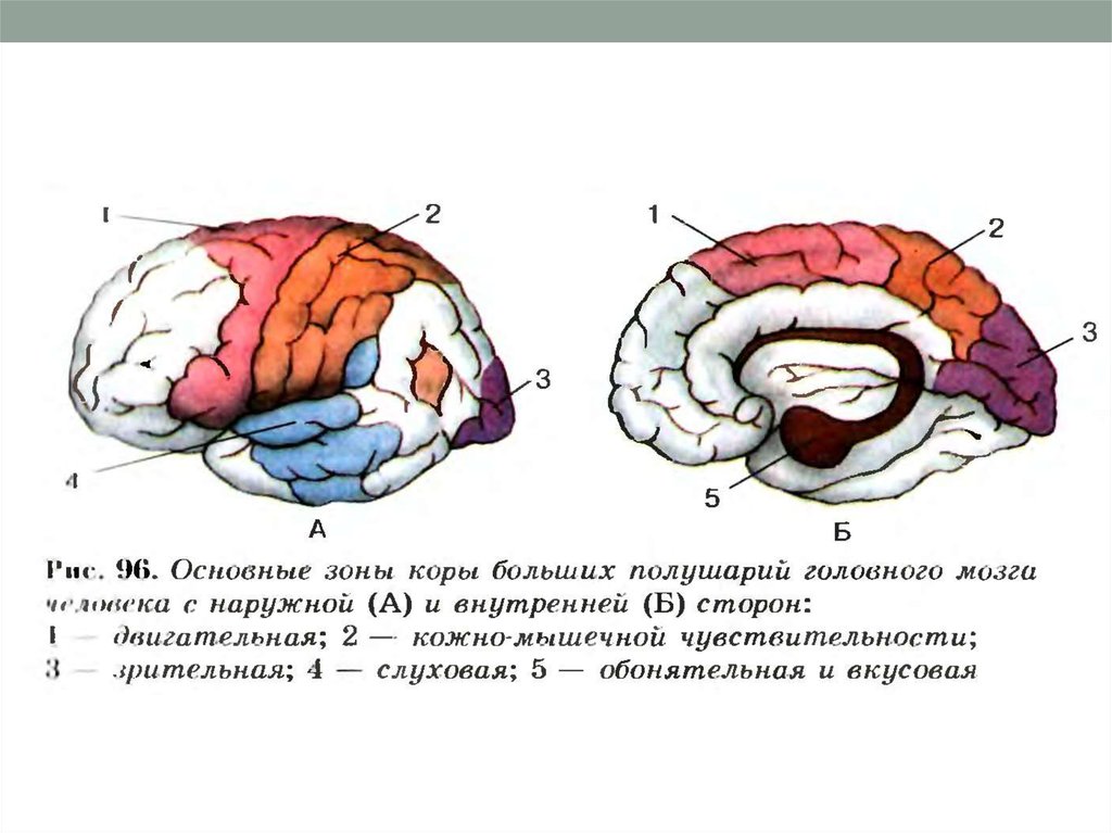 Кора мозга на рисунке