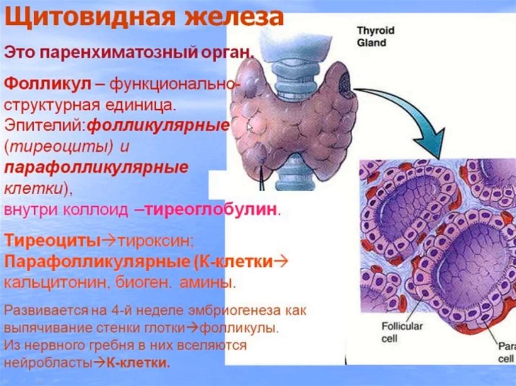 Структурные изменения щитовидной. Аденома щитовидной железы гистология. Источник развития щитовидной железы гистология. Строение фолликула щитовидной железы. Карцинома щитовидной железы гистология.
