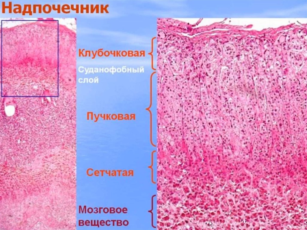 Слои вещества. Строение коры надпочечников гистология. Строение надпочечников гистология. Кора надпочечников гистология. Надпочечник окраска гематоксилином и эозином.