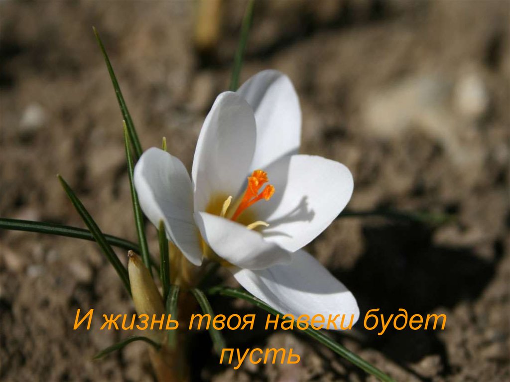 И жизнь твоя навеки будет пусть