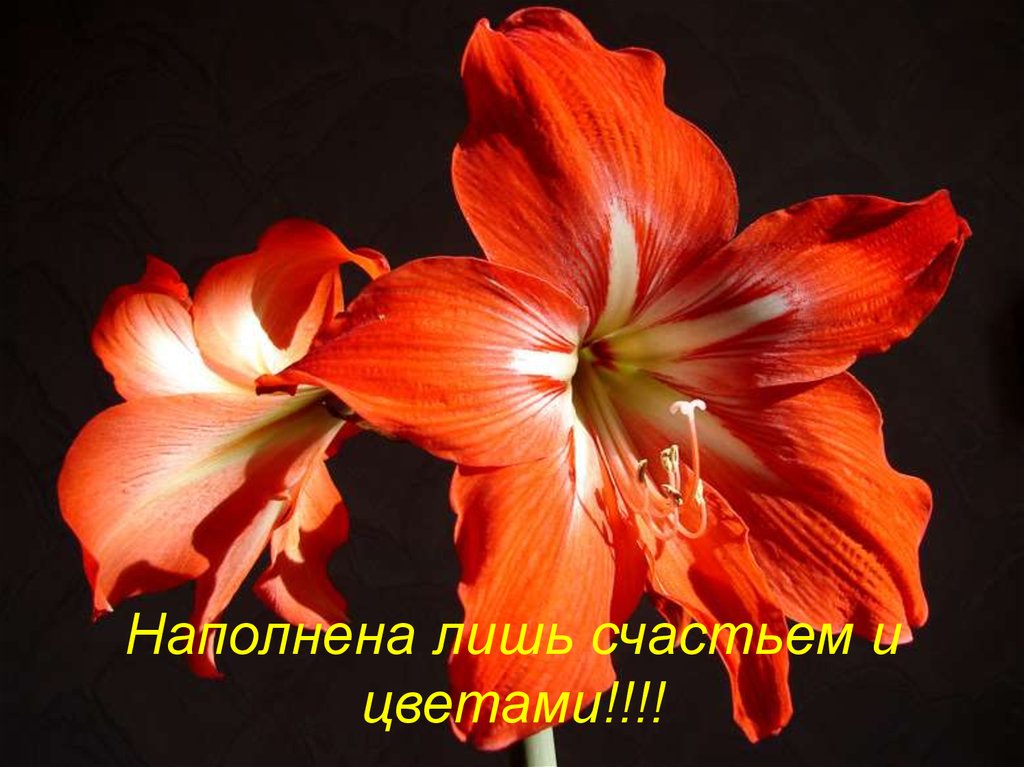 Наполнена лишь счастьем и цветами!!!!