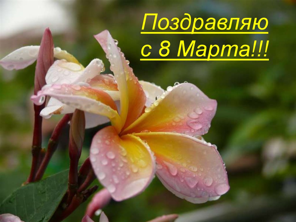 Поздравляю с 8 Марта!!!
